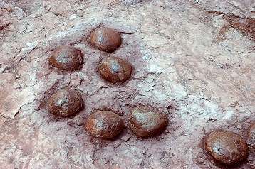 湖北青龙山恐龙蛋化石群国家地质公园2.jpg